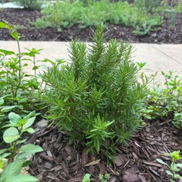 Live at Solis Midtown Green plant in the sun